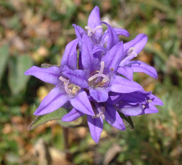 campanula glomerata